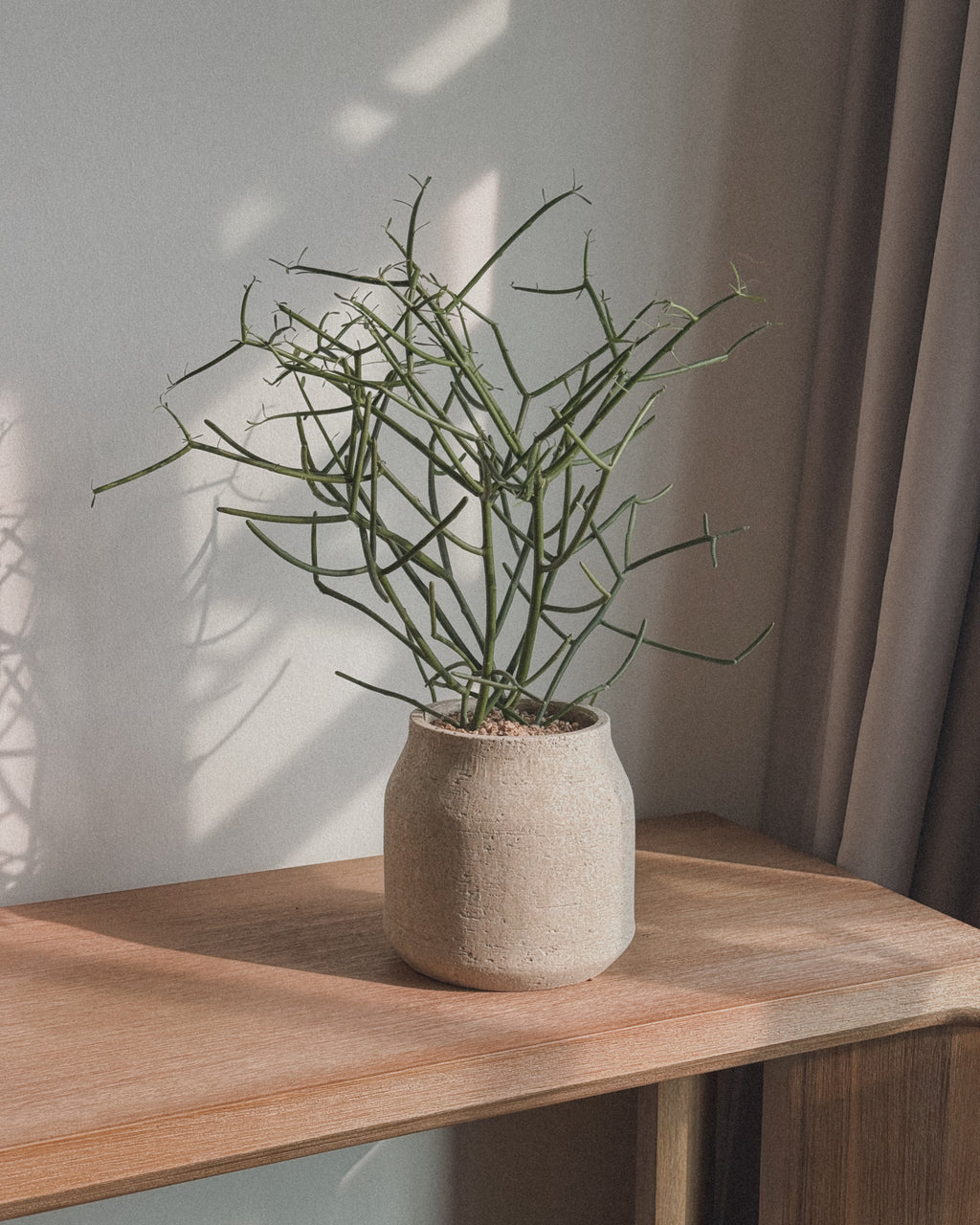 Euphorbia tirucalli