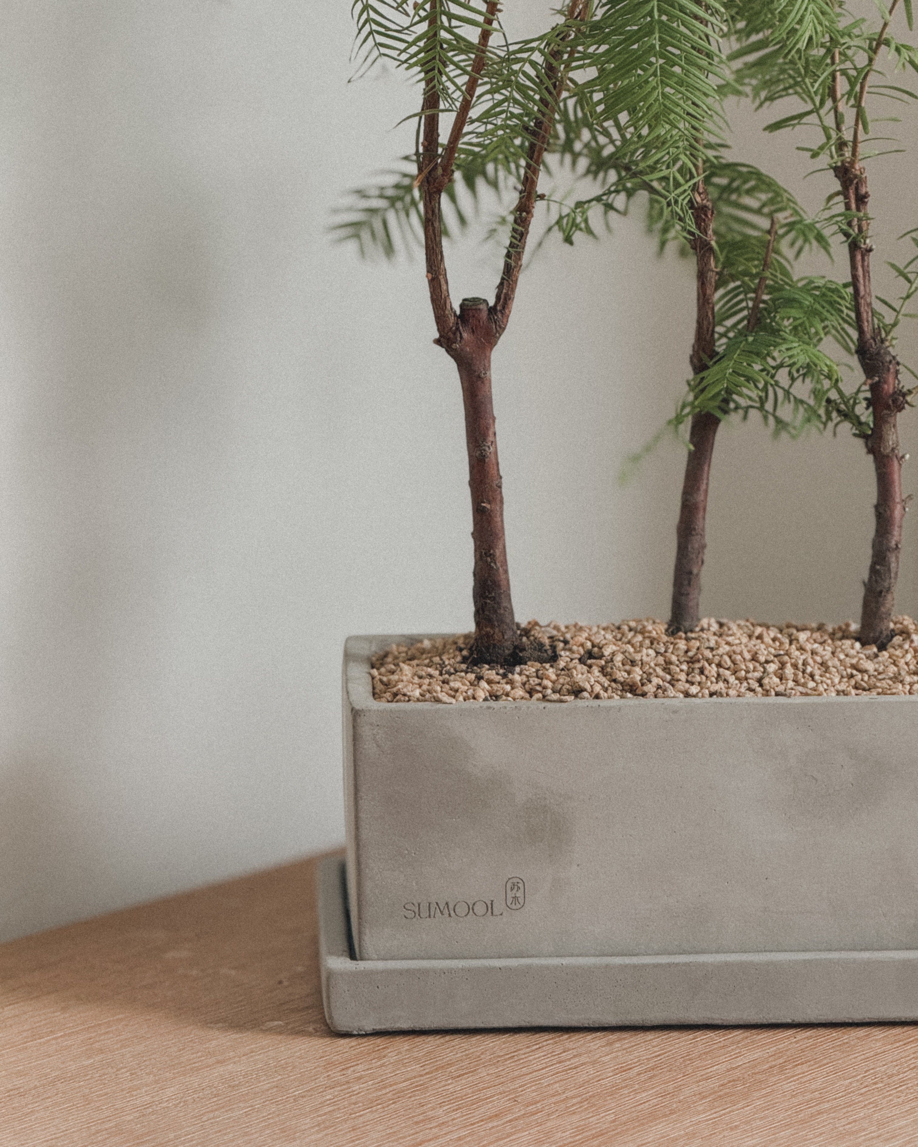 Dawn Redwood - Table forest style