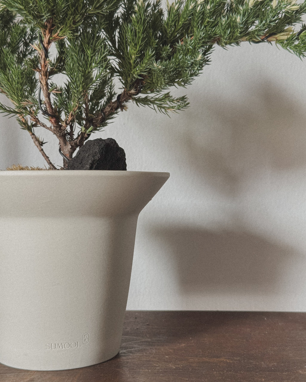 Variegated Japanese Juniper Sleeping Pine