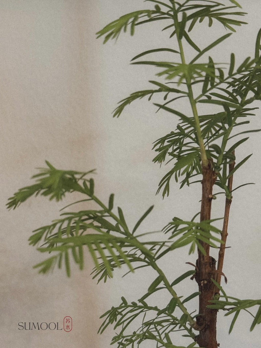 Dawn Redwood