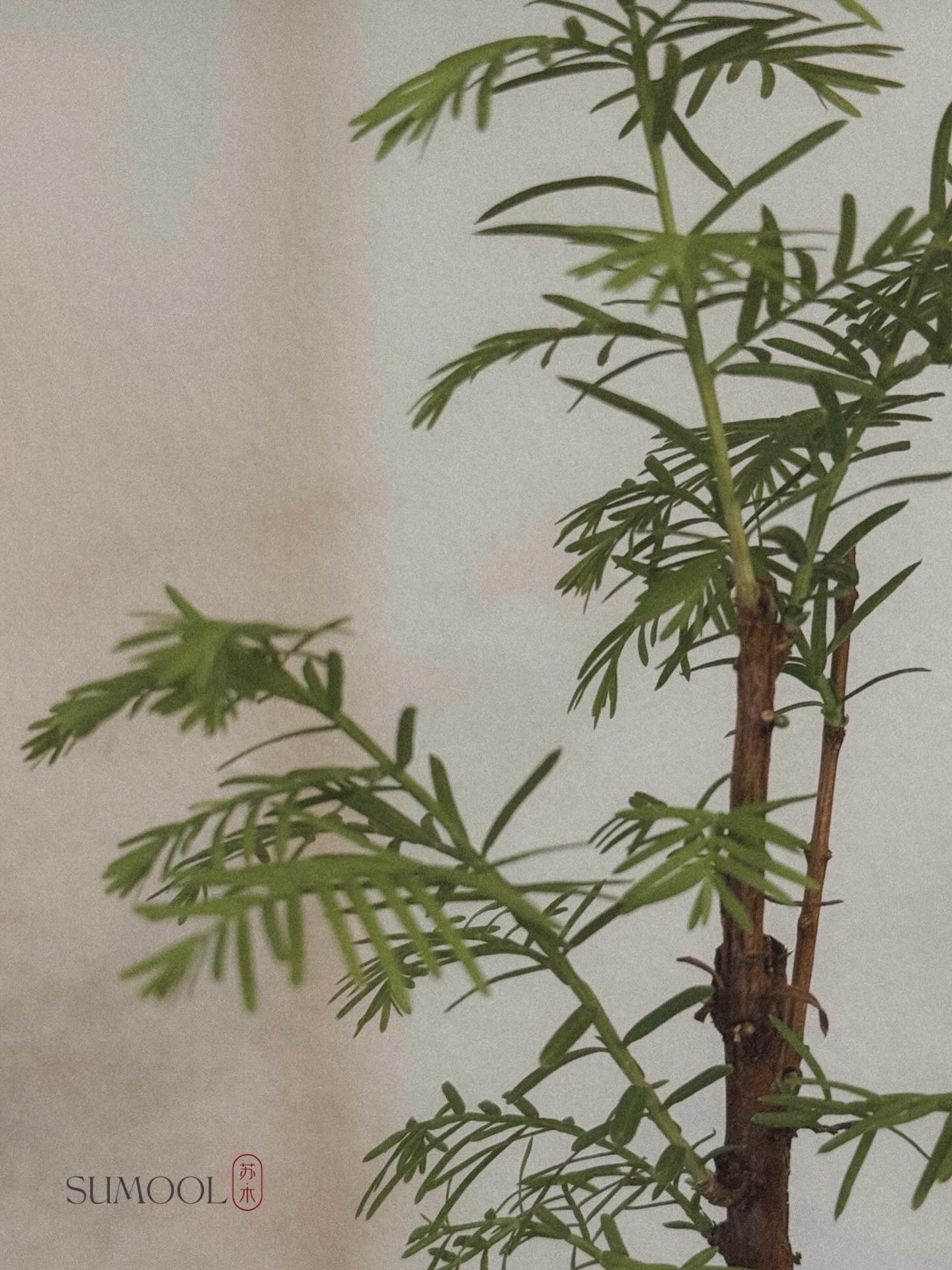 Dawn Redwood