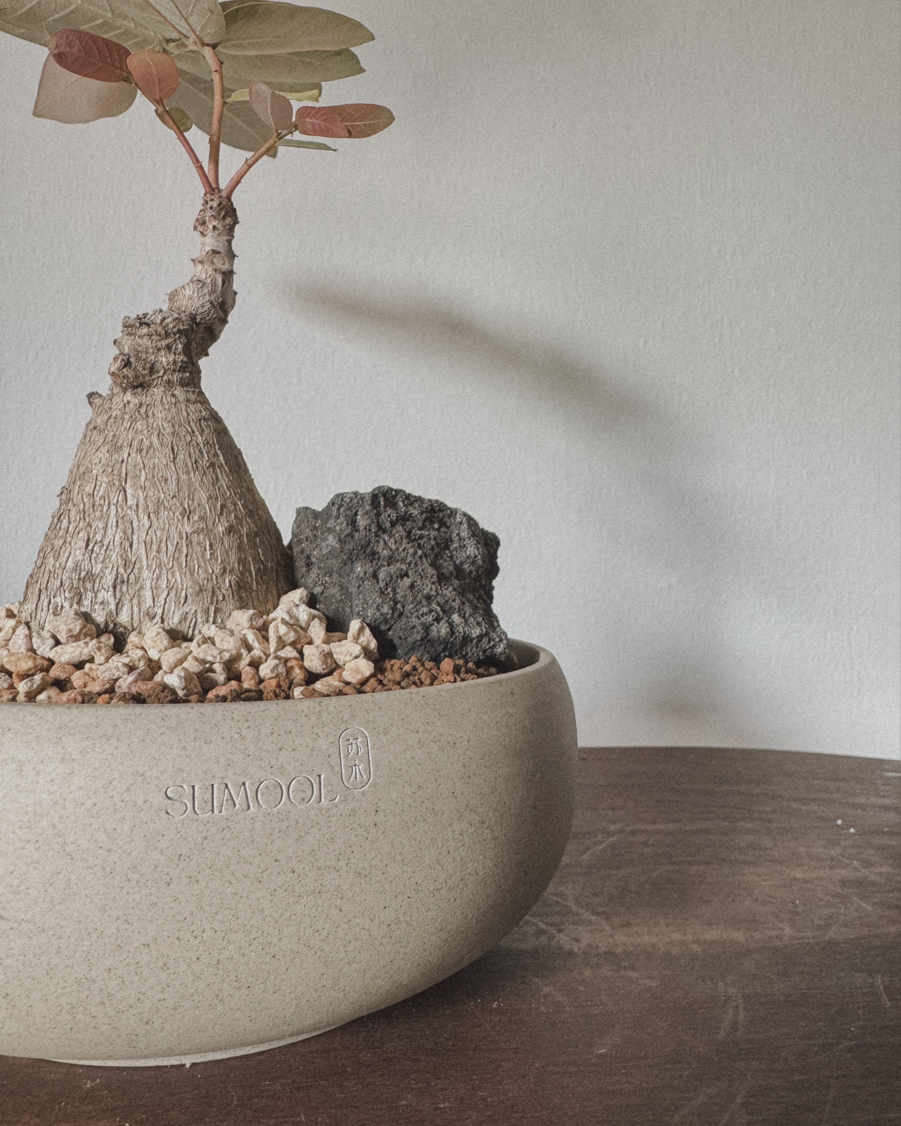 Phyllanthus Mirabillis M