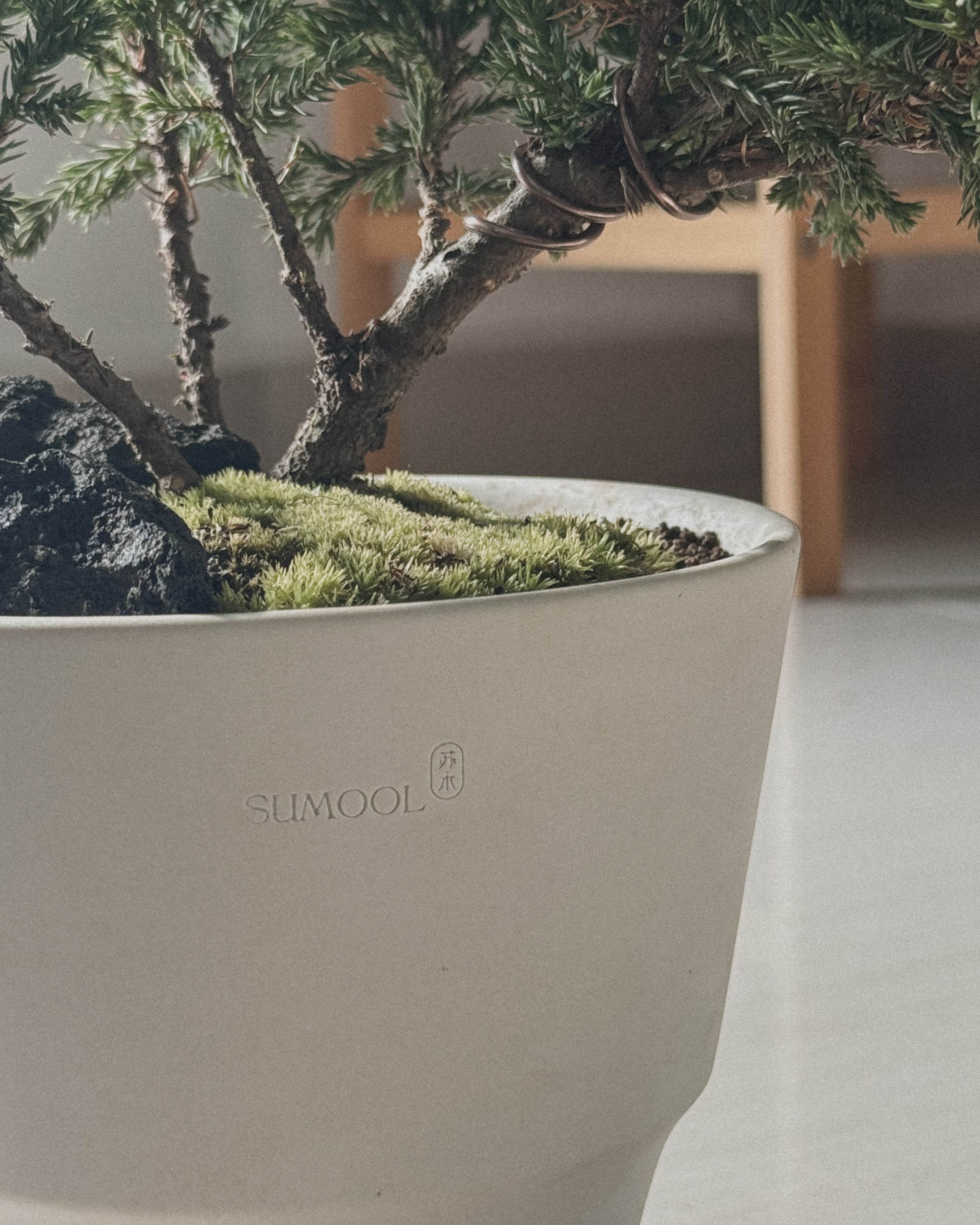 Japanese Juniper Sleeping Pine in Creamu Pot