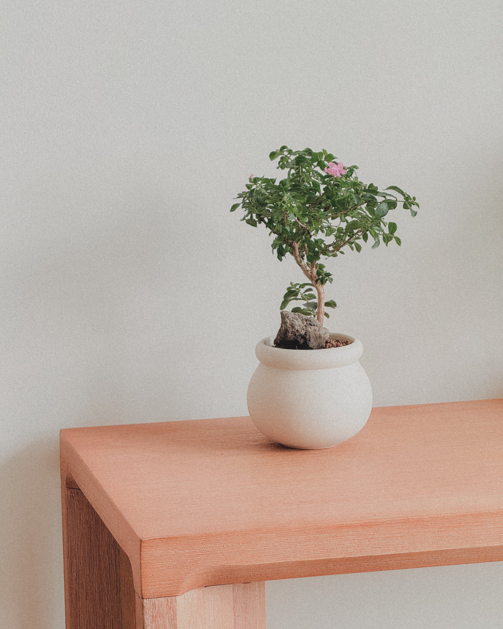 Crepe Myrtle