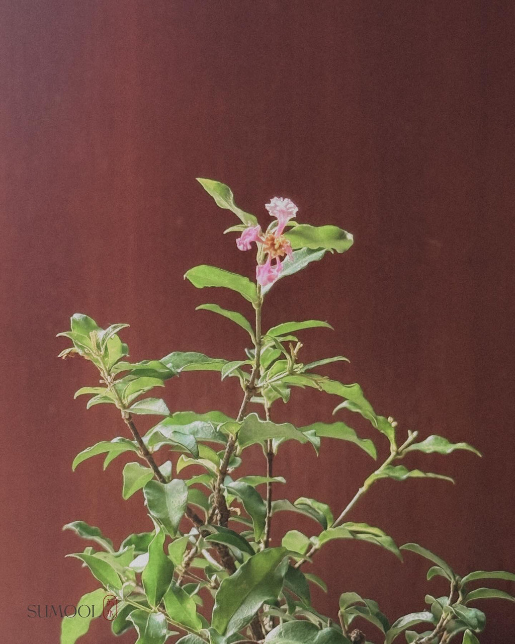 Cherry Barbados mini bonsai