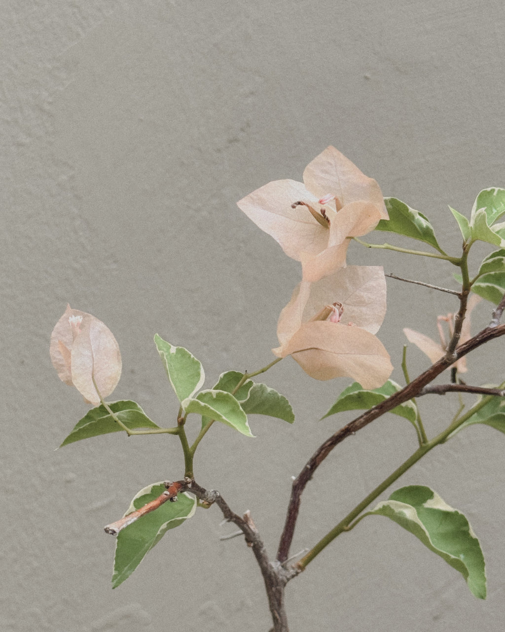 Variegated Bougainvillea