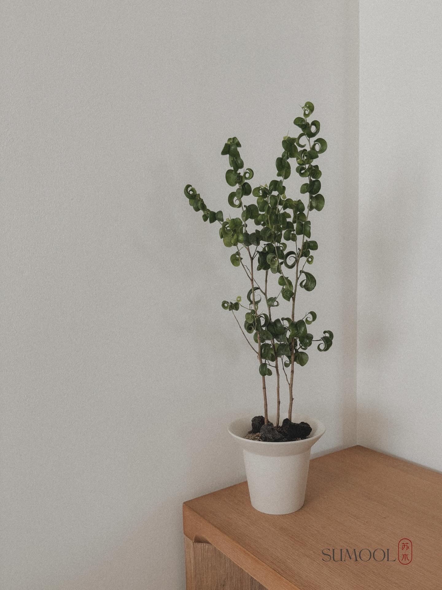 Ficus Benjamin