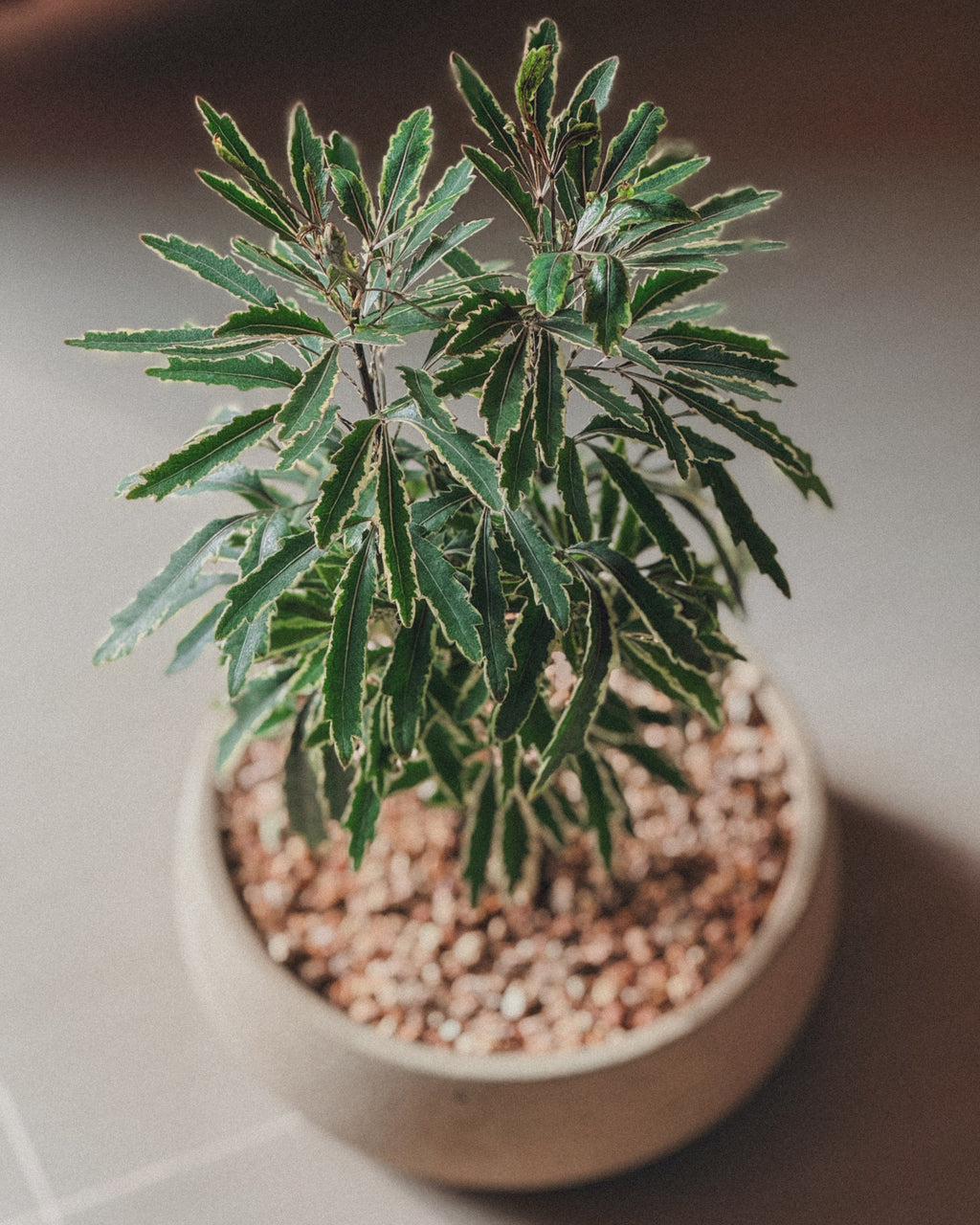 Lucky Schefflera Elegantissima in cream round pot
