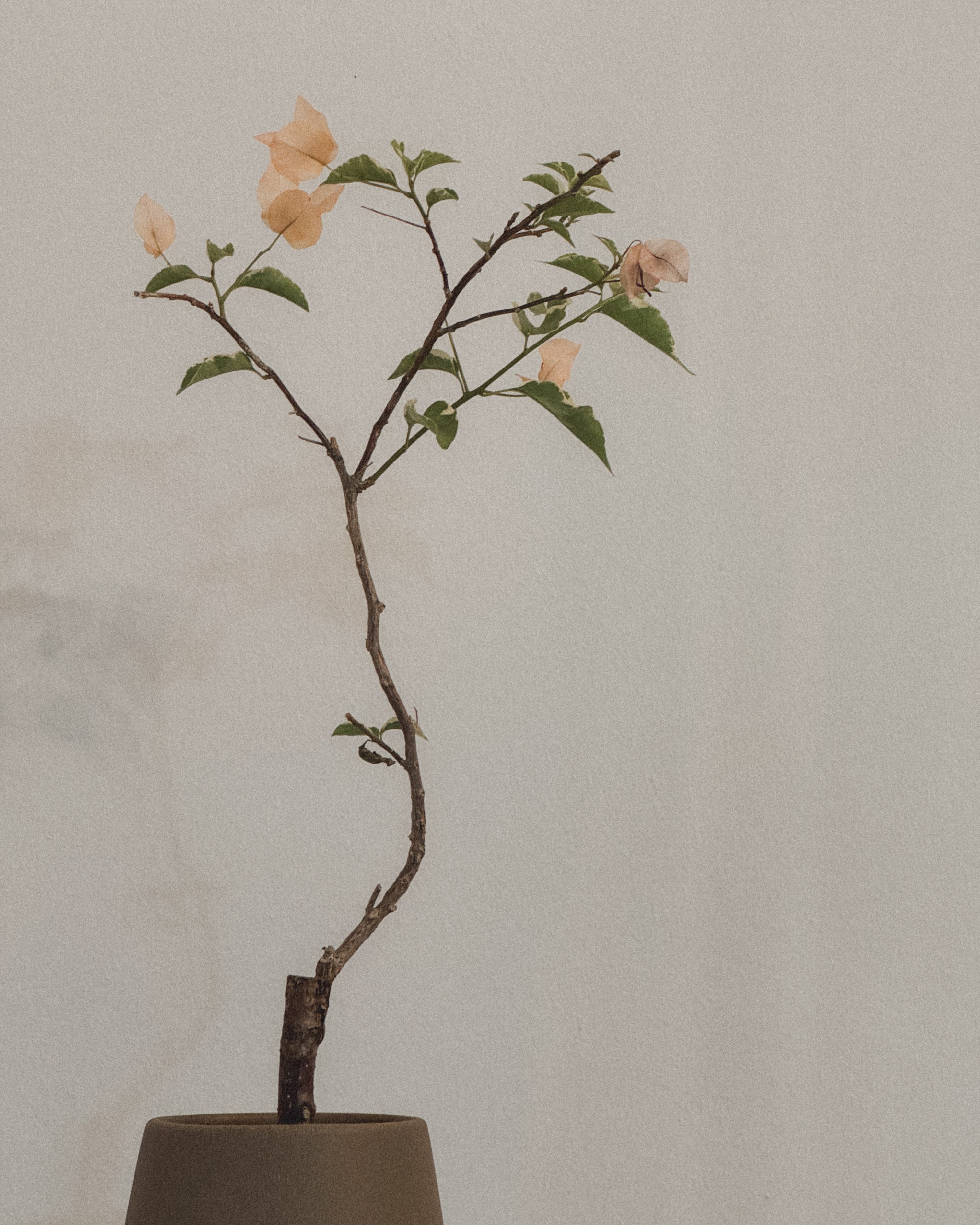 Variegated Bougainvillea