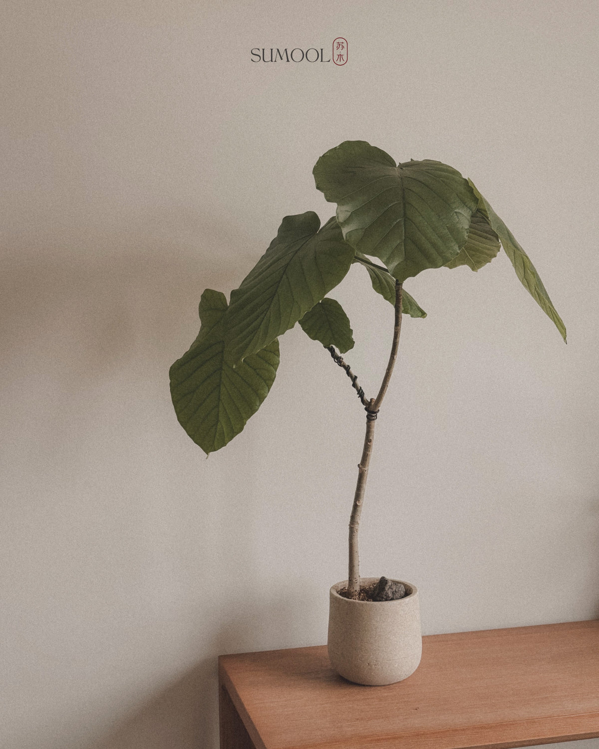 Ficus Umbellata