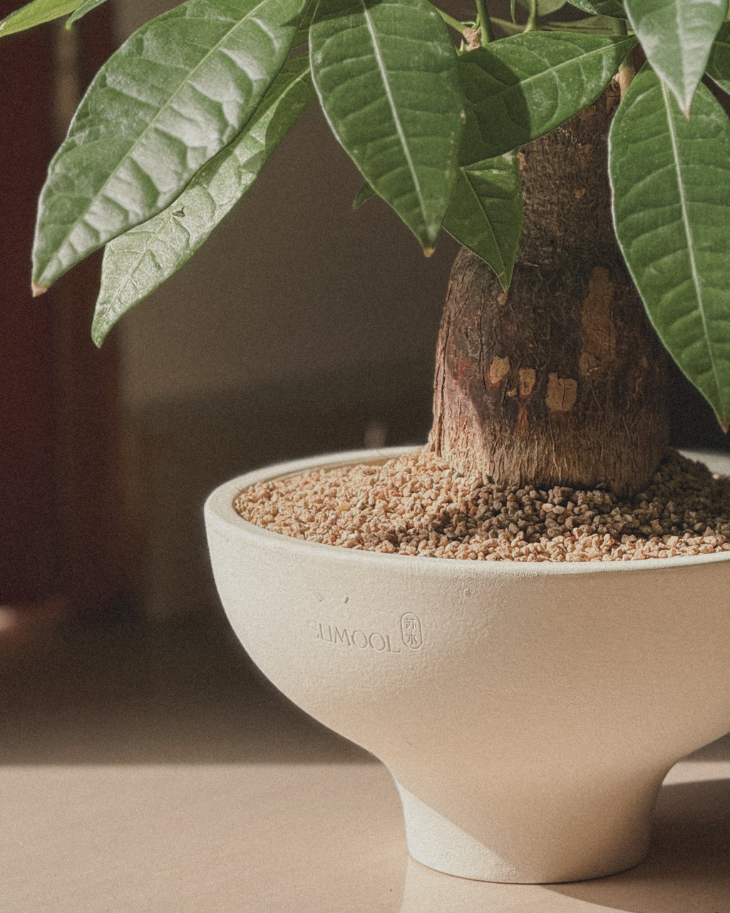 Lucky Pachira (Money Tree)