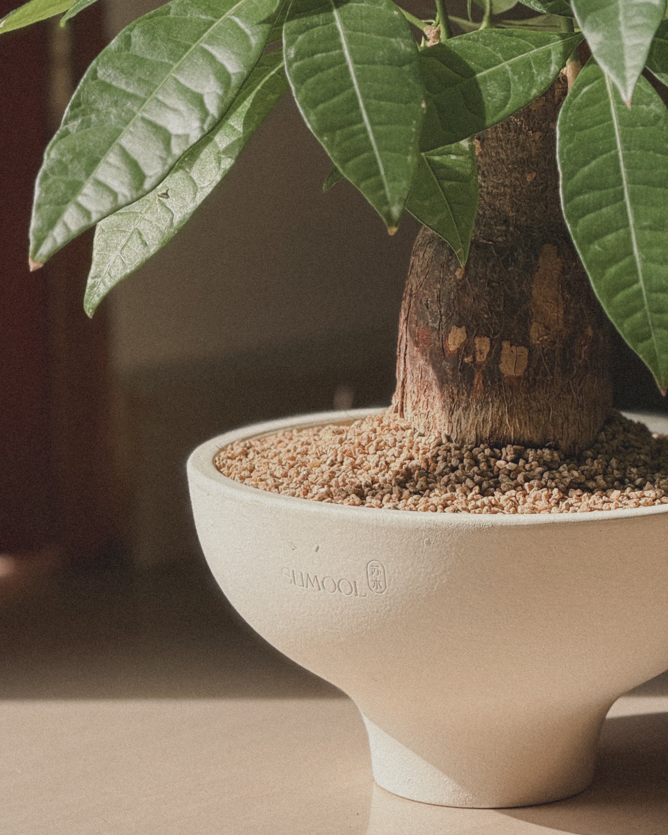 Lucky Pachira (Money Tree)