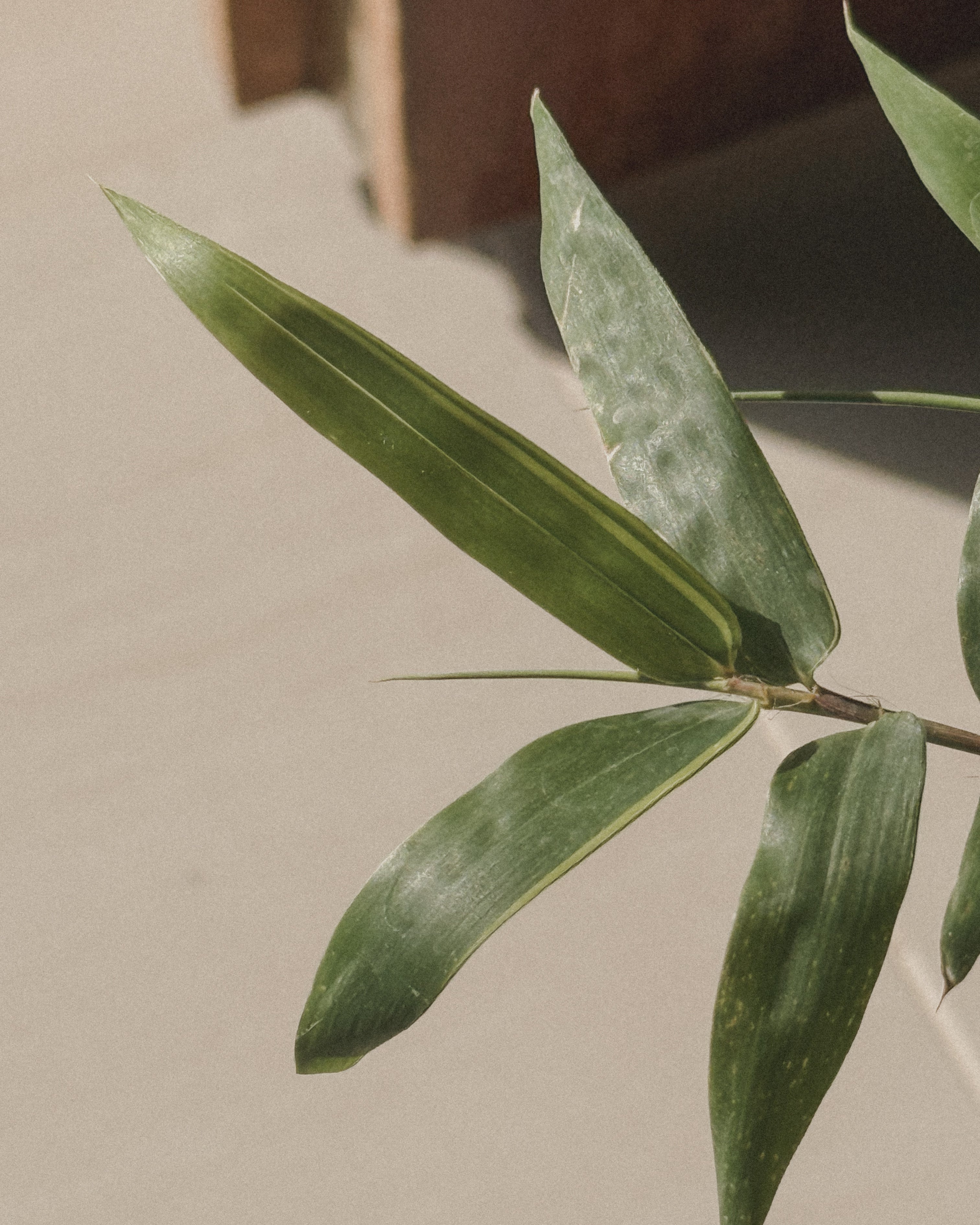 Lucky variegated bamboo (round Style)