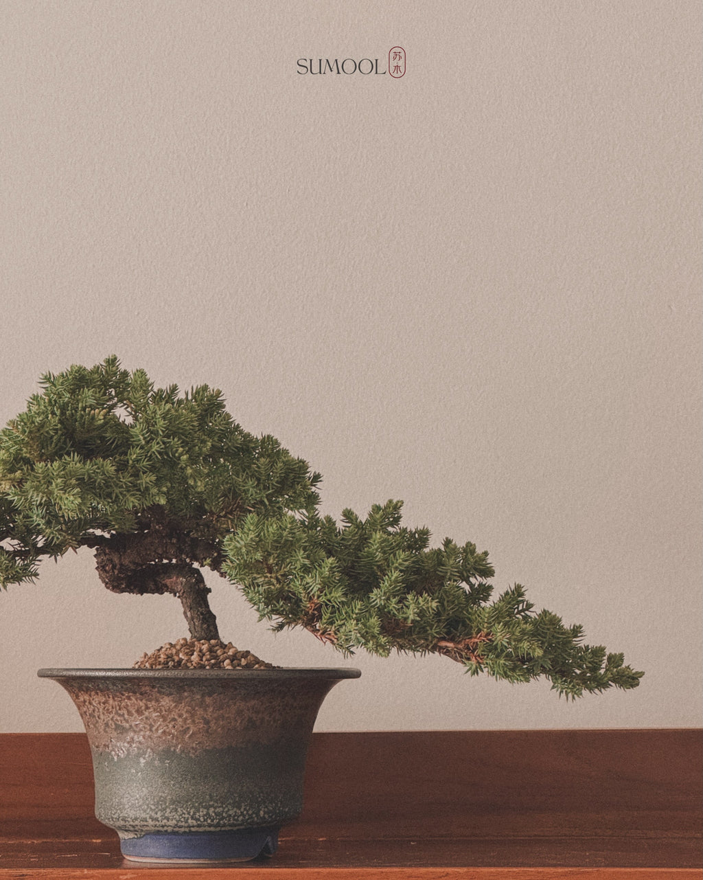 Japanese Juniper Sleeping Pine