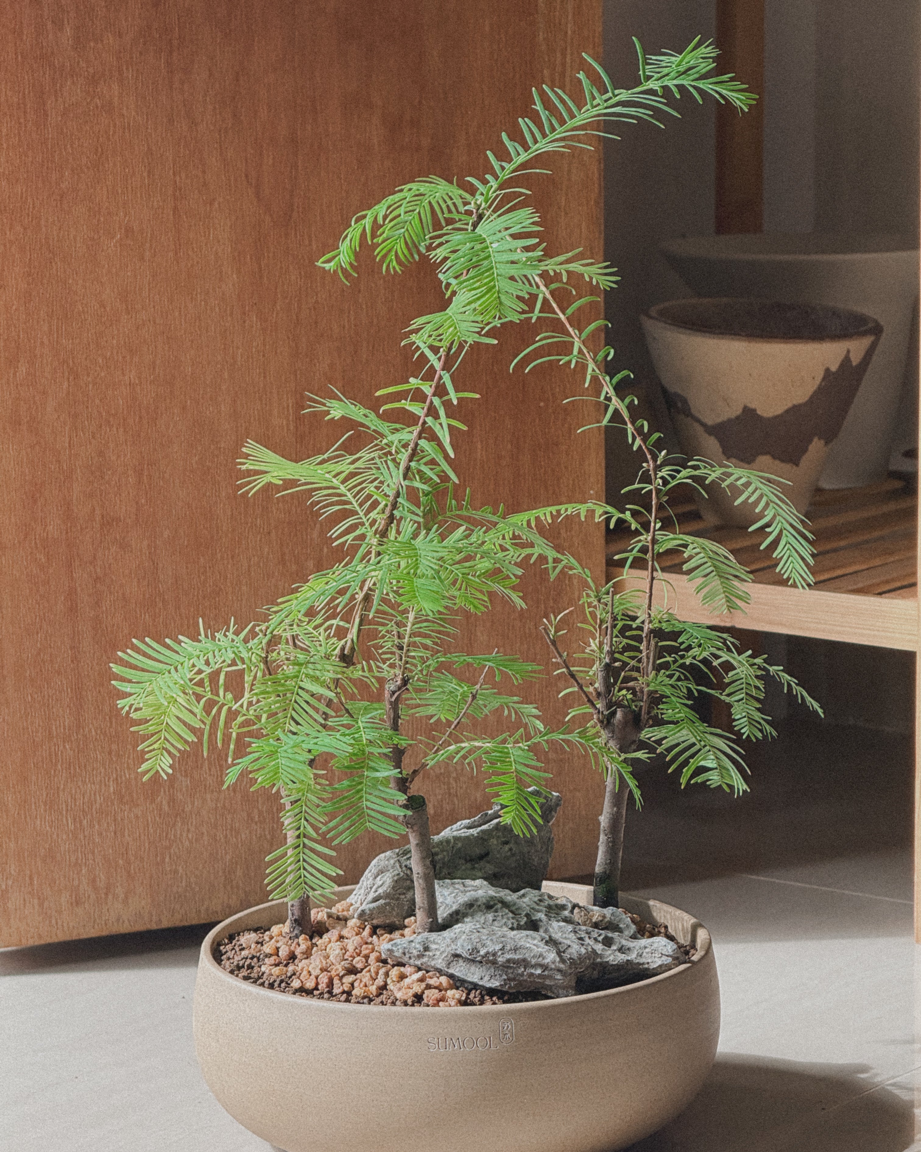 Dawn Redwood - Table forest style in round