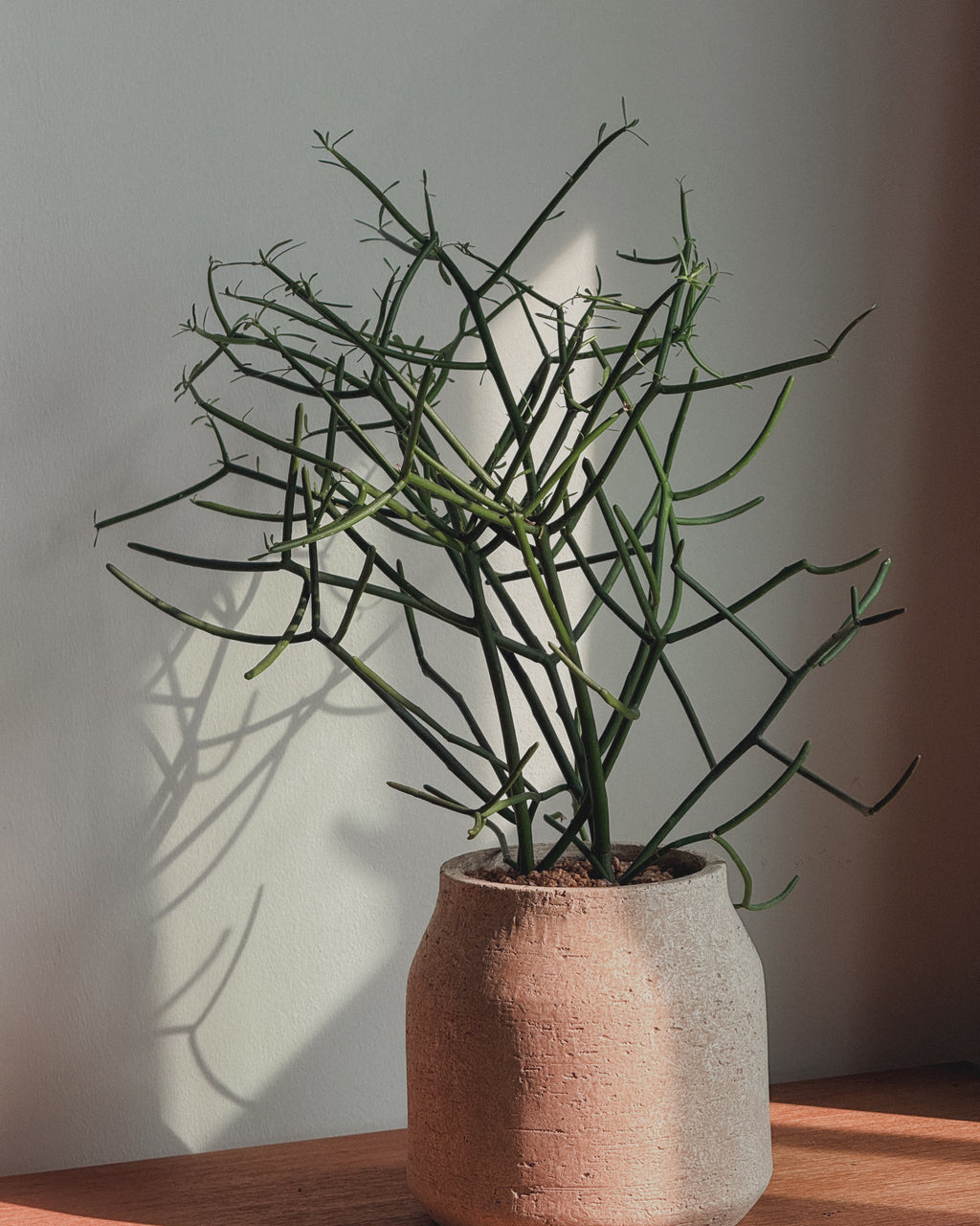 Euphorbia tirucalli