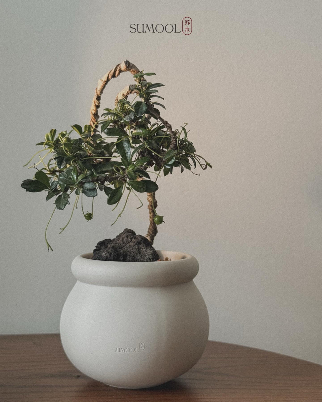 Fukien Tea Bonsai - kumomono (雲物) style