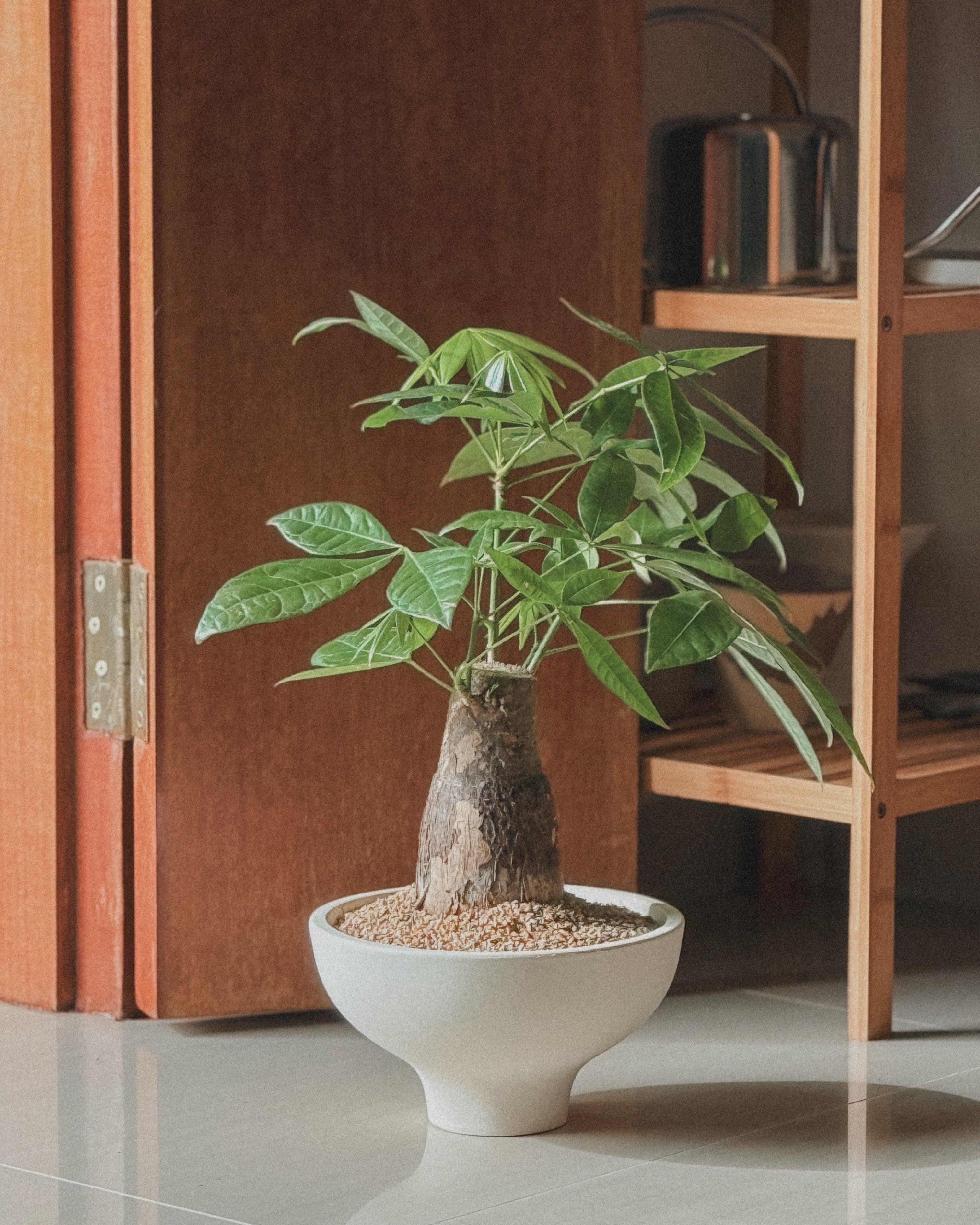 Lucky Pachira (Money Tree)