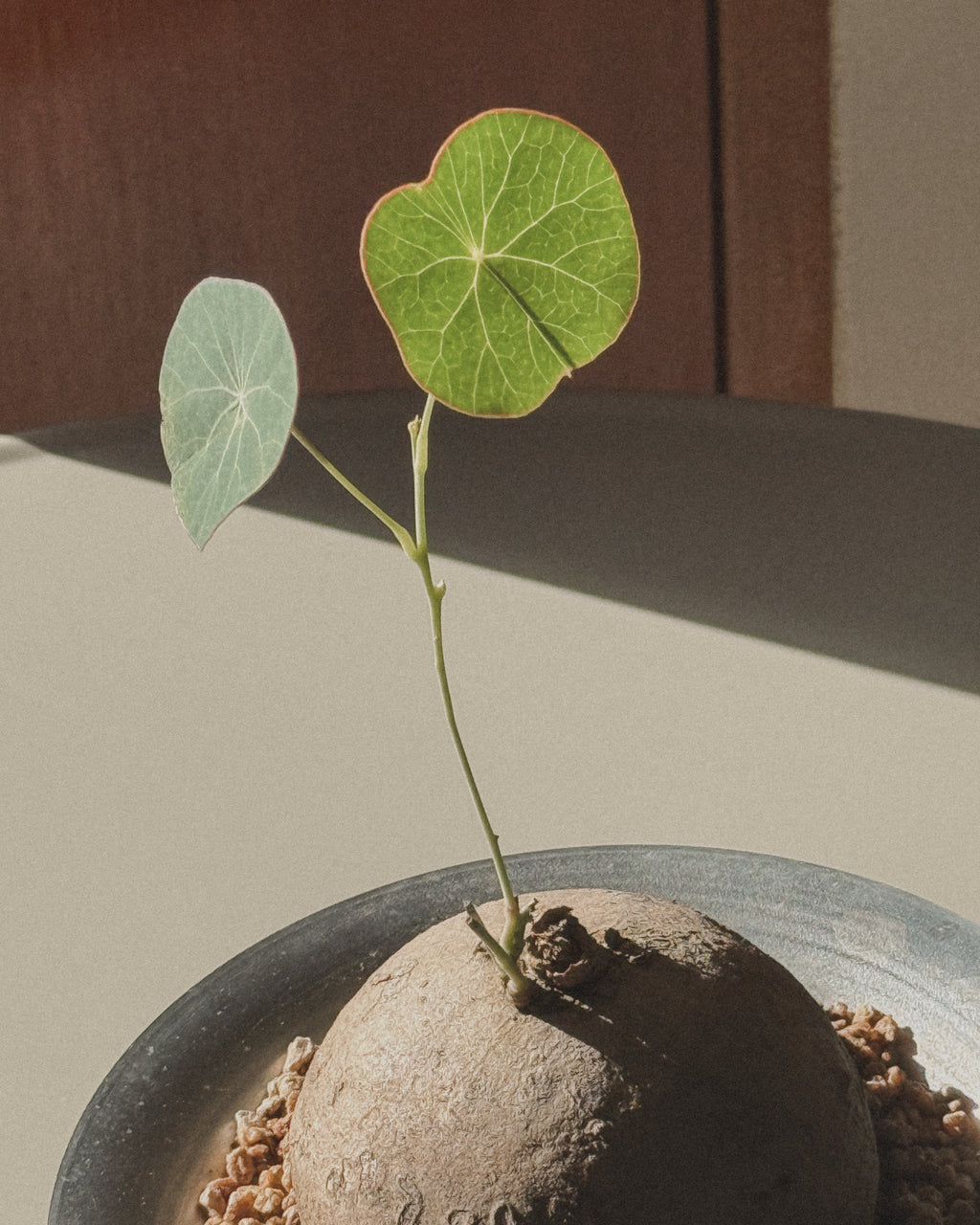 Stephania Erecta in metal pot