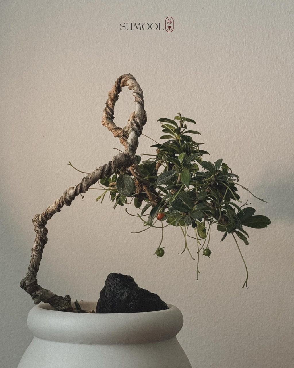 Fukien Tea Bonsai - kumomono (雲物) style