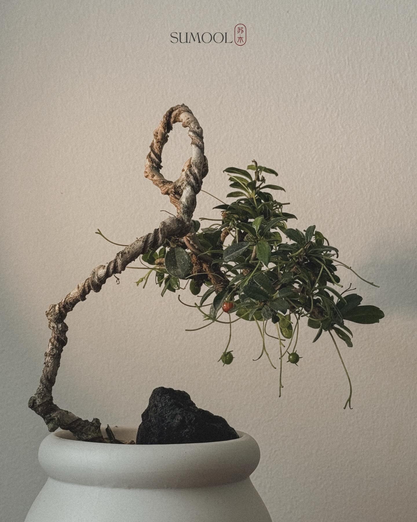 Fukien Tea Bonsai - kumomono (雲物) style
