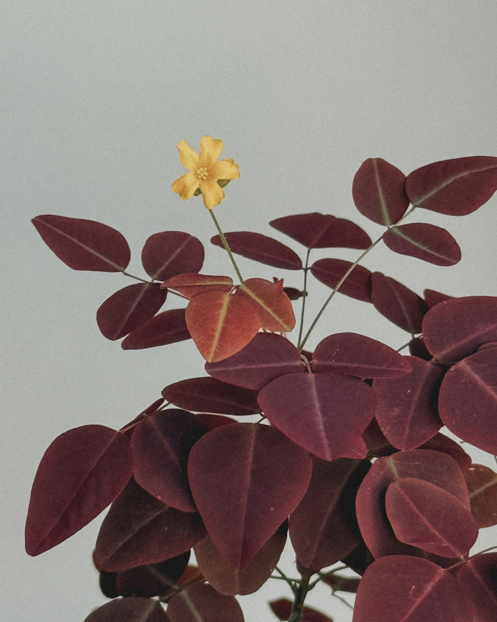 Oxalis Hedysaroides (Fire Fern)