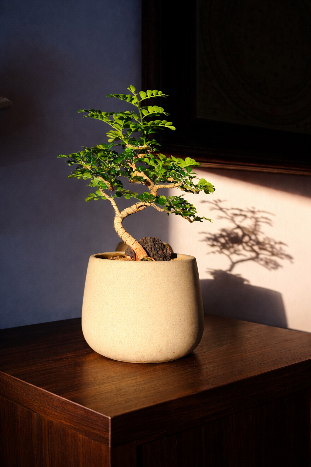 Feroniella Bonsai