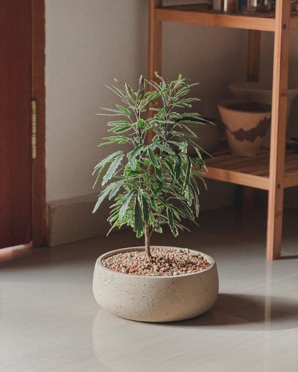 Lucky Schefflera Elegantissima in cream round pot