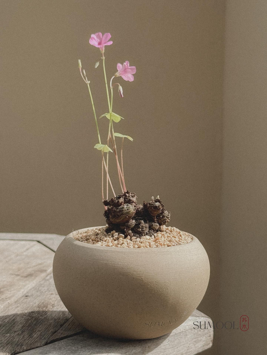 Oxalis Triangularis (Three-Leaf Clover)