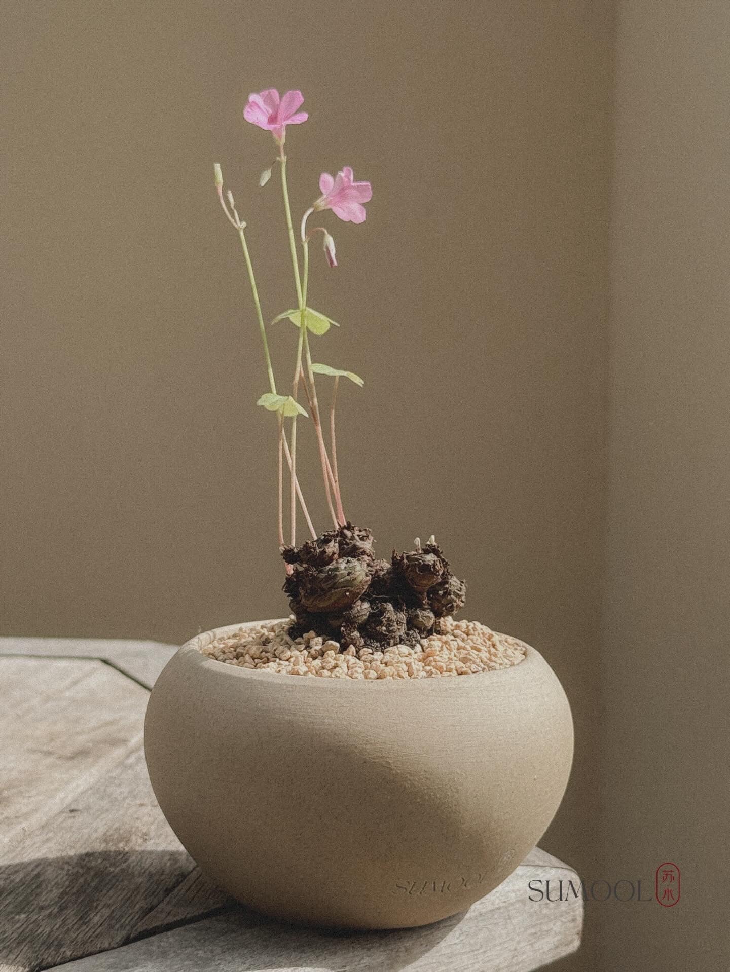 Oxalis Triangularis (Three-Leaf Clover)