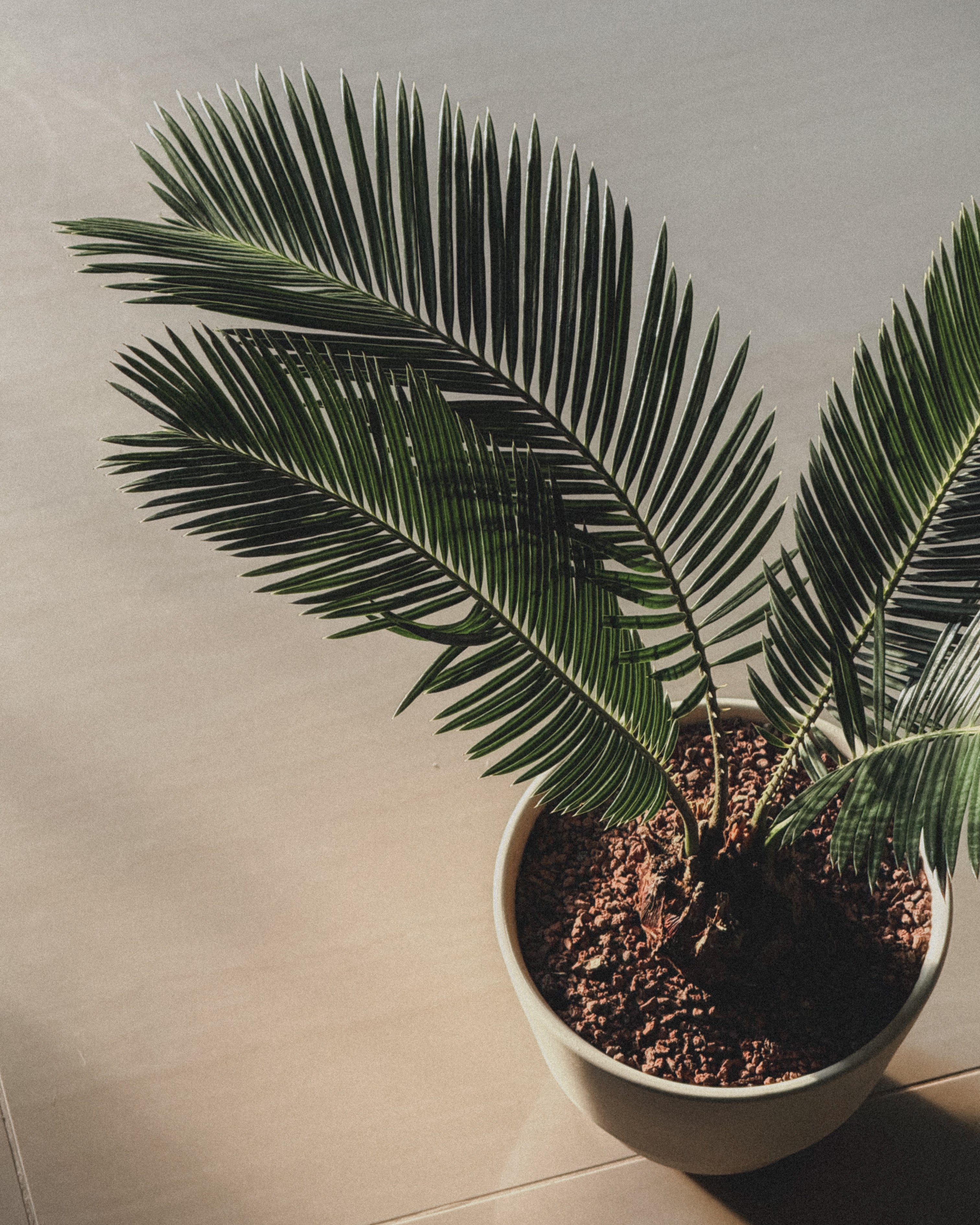 Sago Palm (Cycas Revoluta)