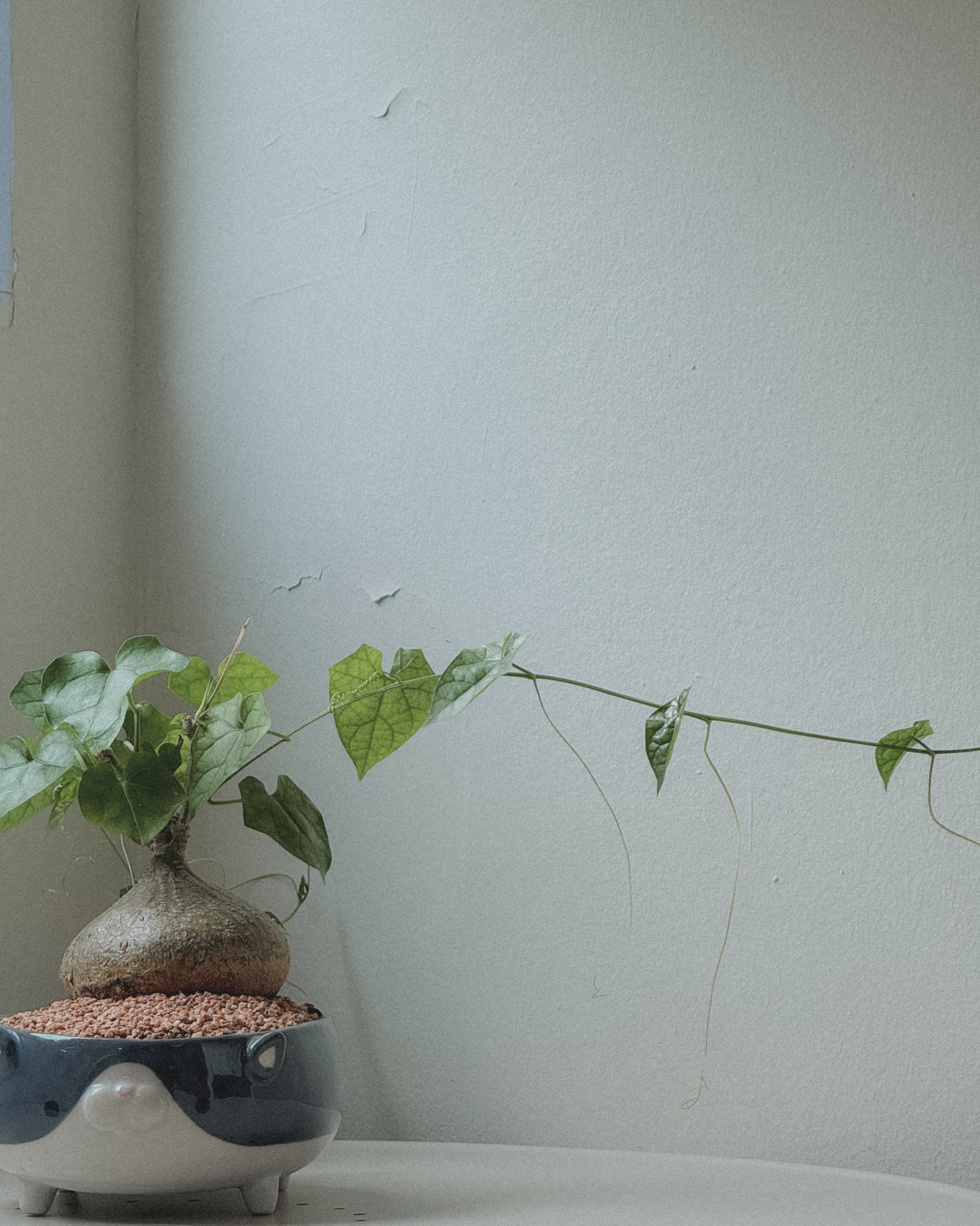 Gerrardanthus Bigfoot in Pet Pot