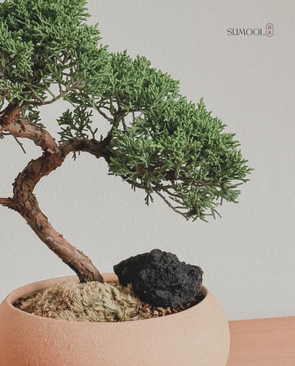 Shimpaku Juniper Bonsai in round sand pot