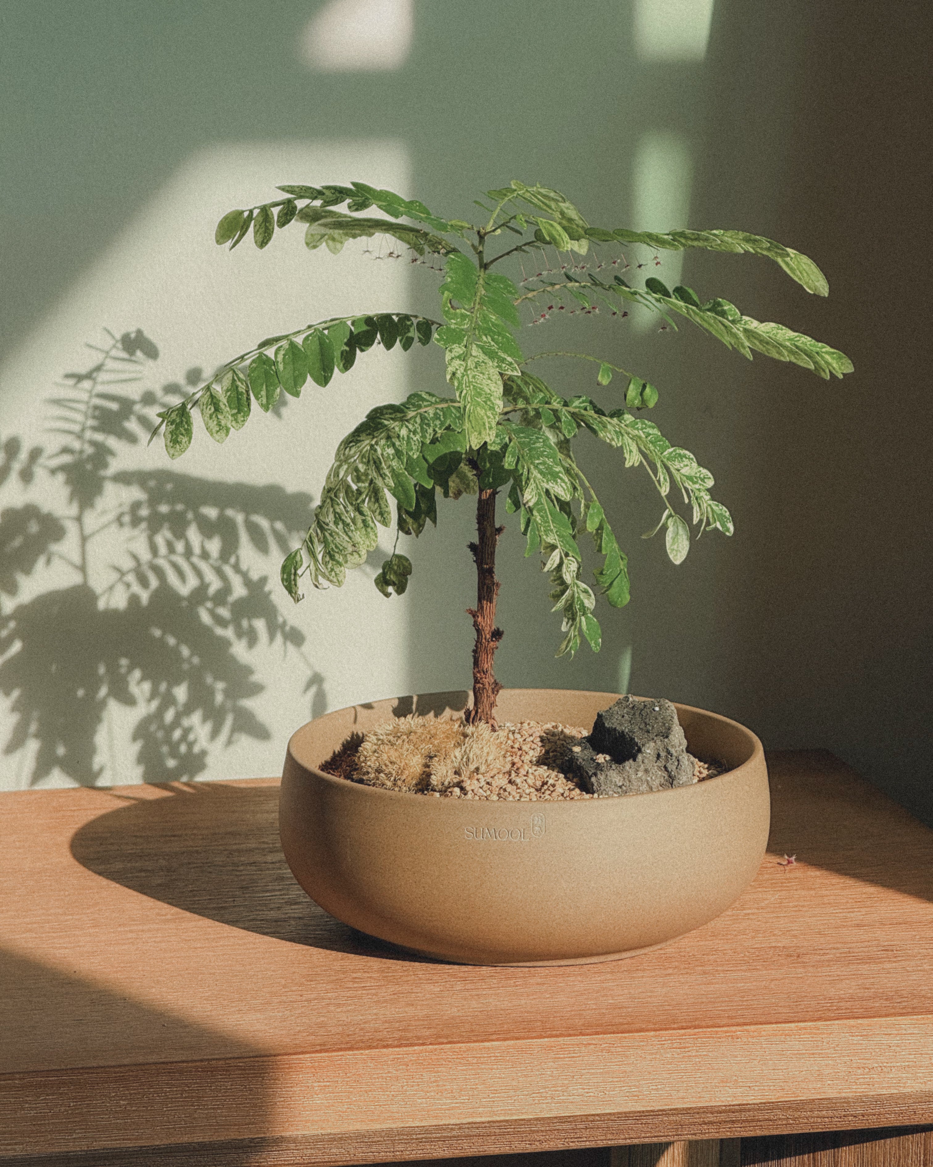 Variegated Phyllanthus Pulcher – Sumool
