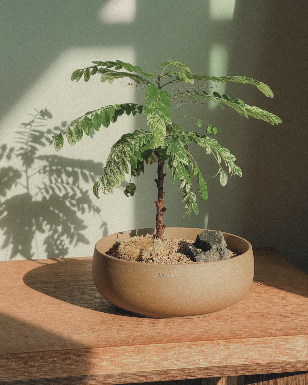 Variegated Phyllanthus Pulcher