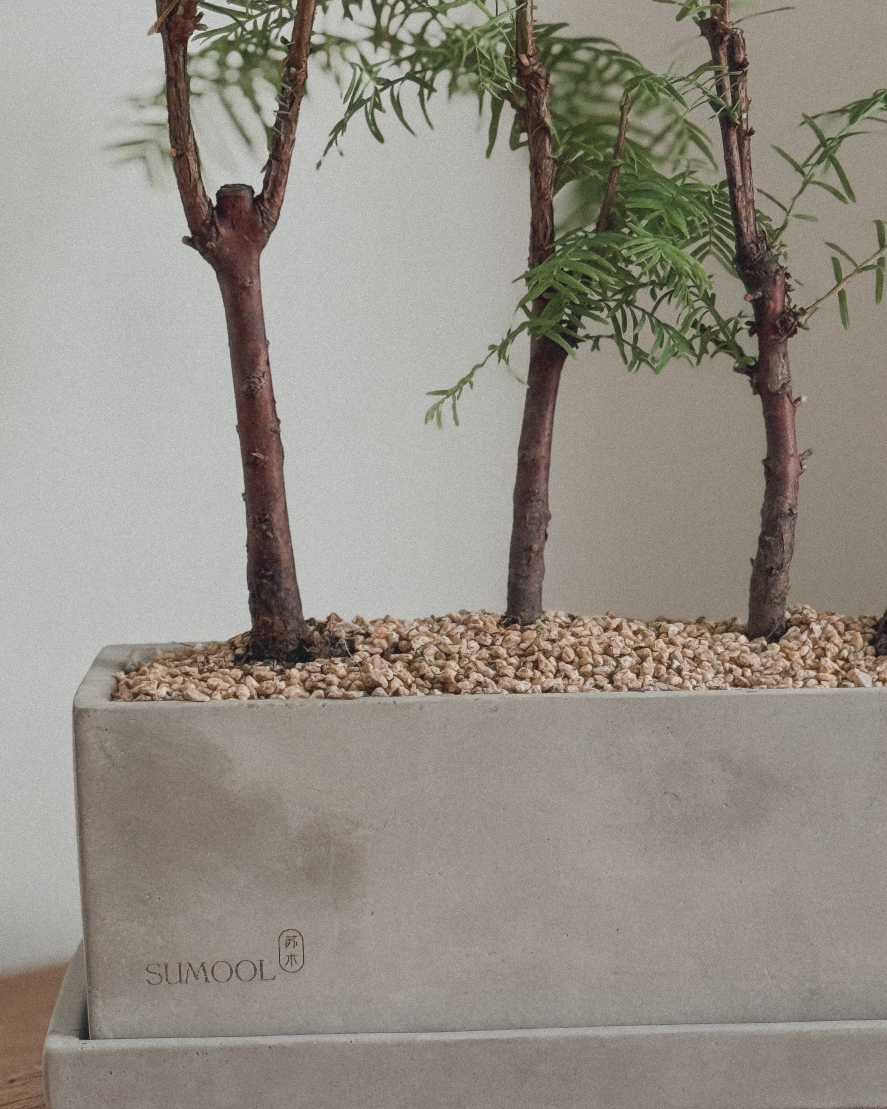 Dawn Redwood - Table forest style