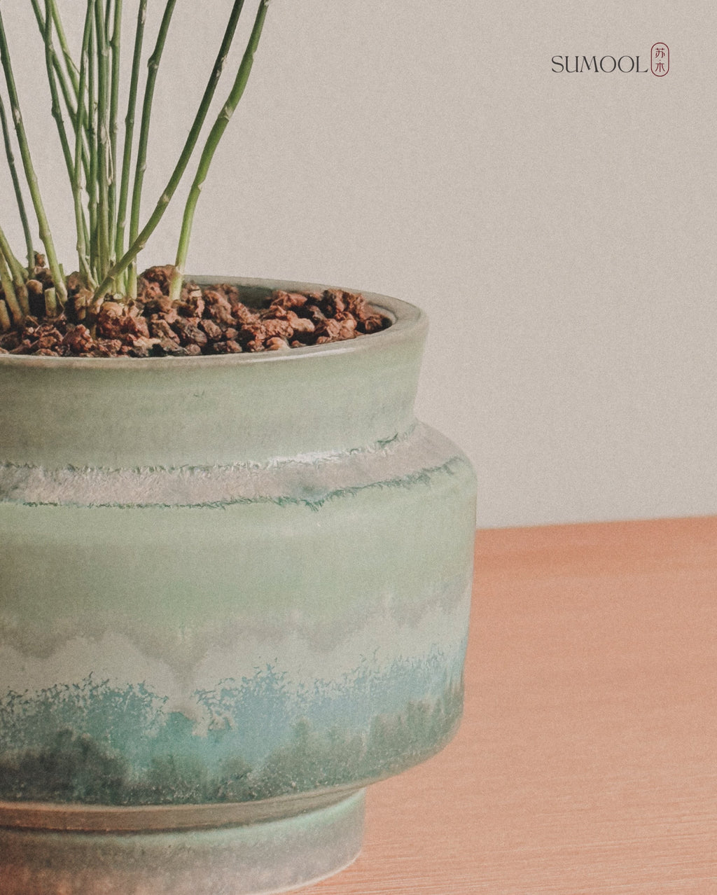 Asparagus Fern Table in Japan handcrafted pot