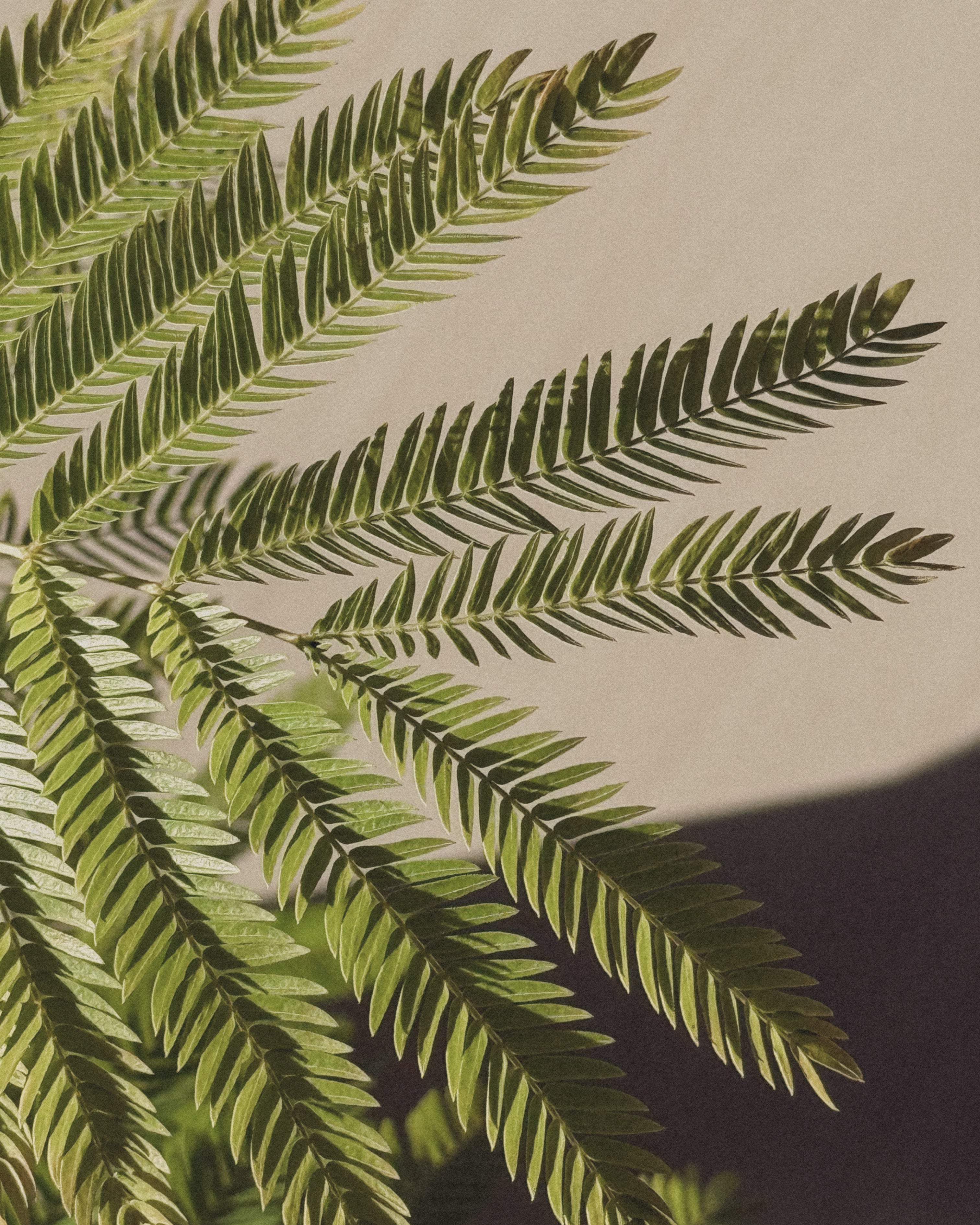 Everfresh Tree (Small)