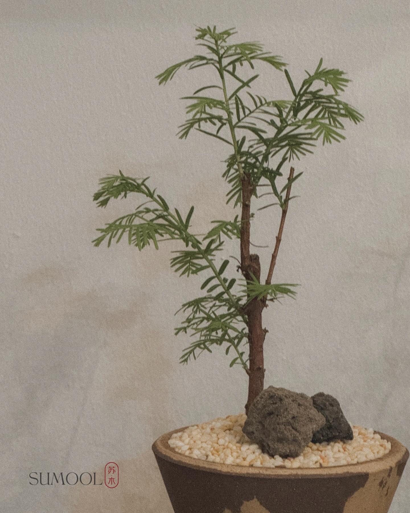 Dawn Redwood