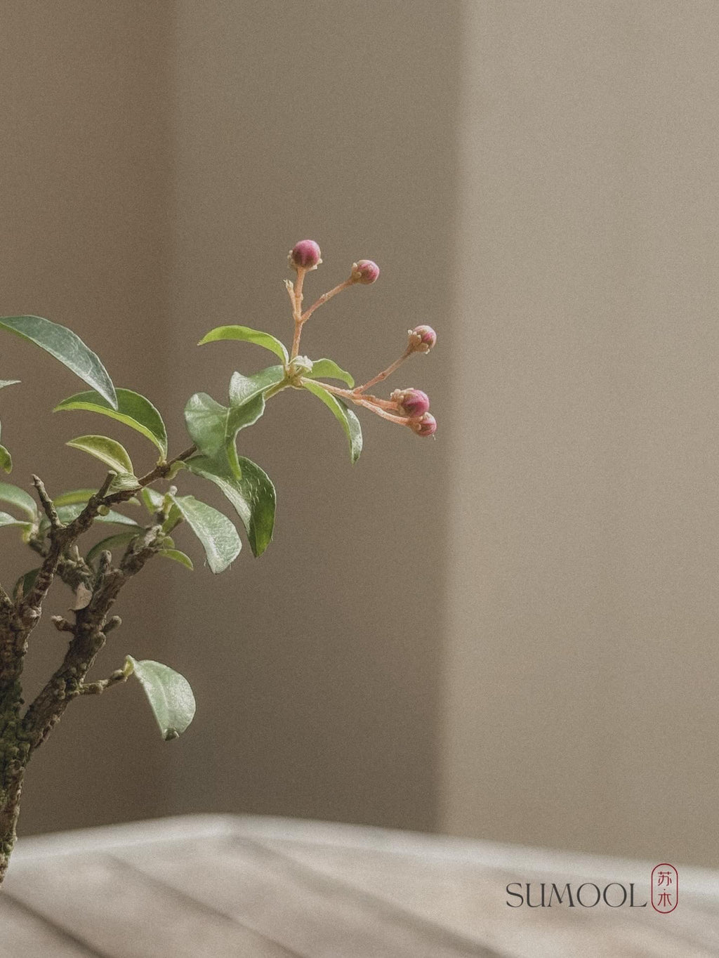 Cherry Barbados Mini Bonsai