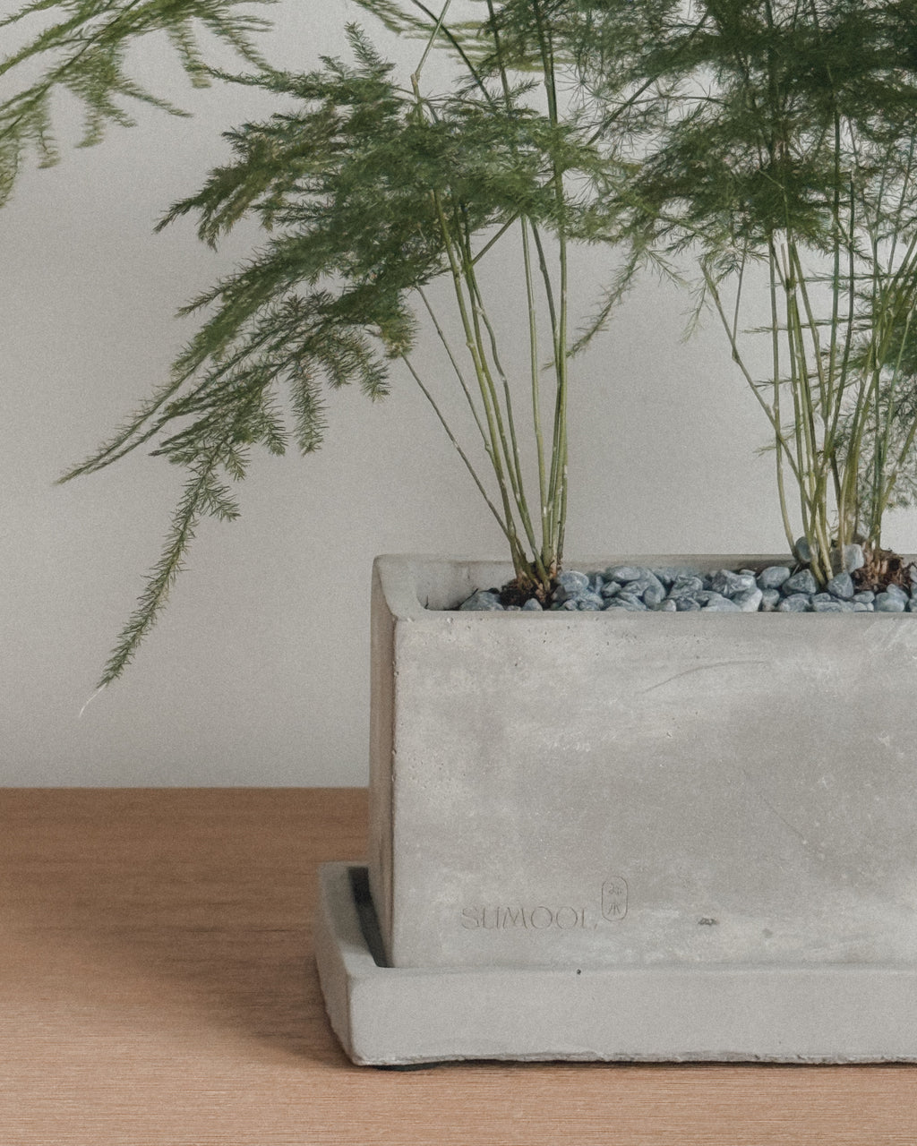 Asparagus Fern Table Forest style