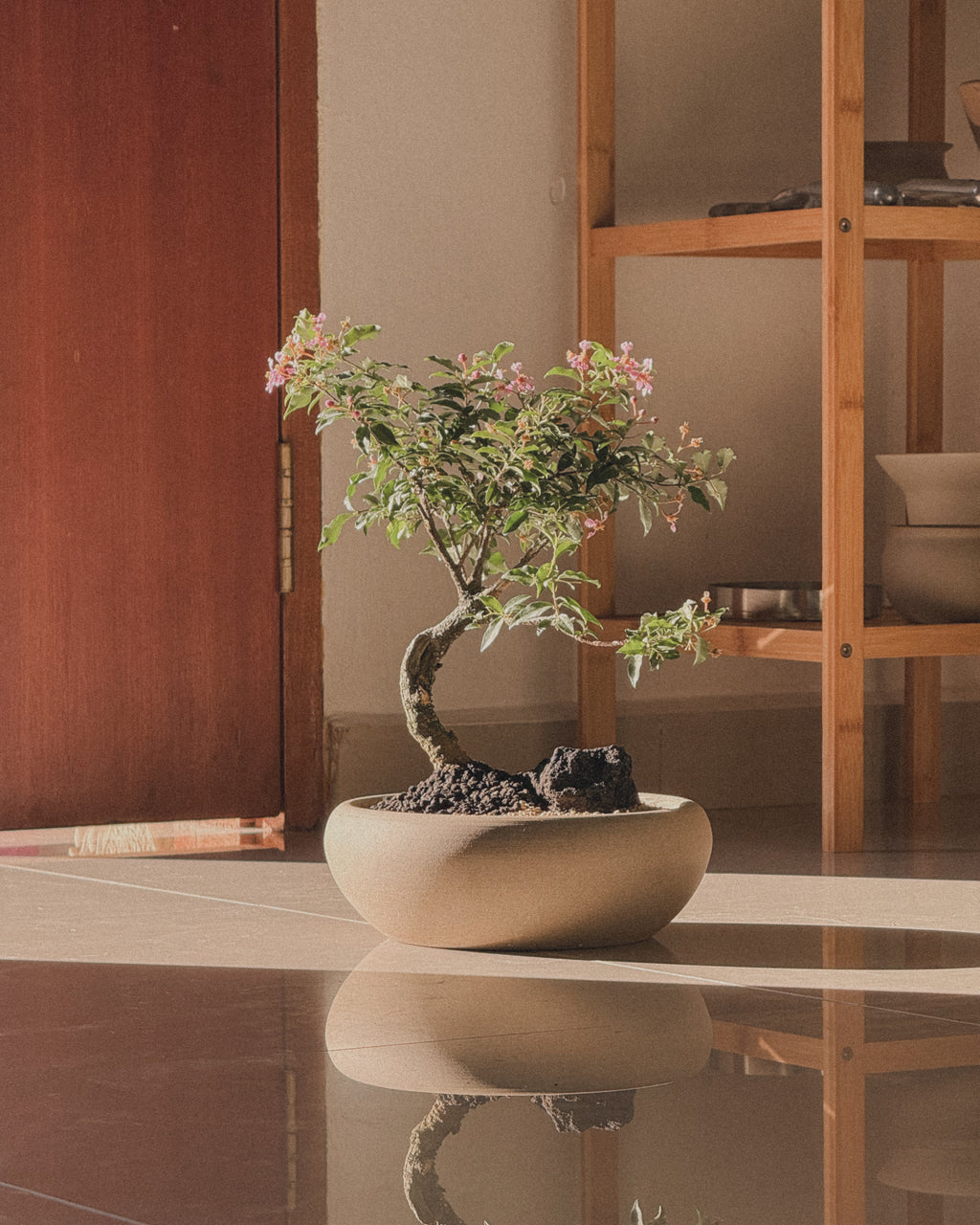 Cherry Barbados Bonsai