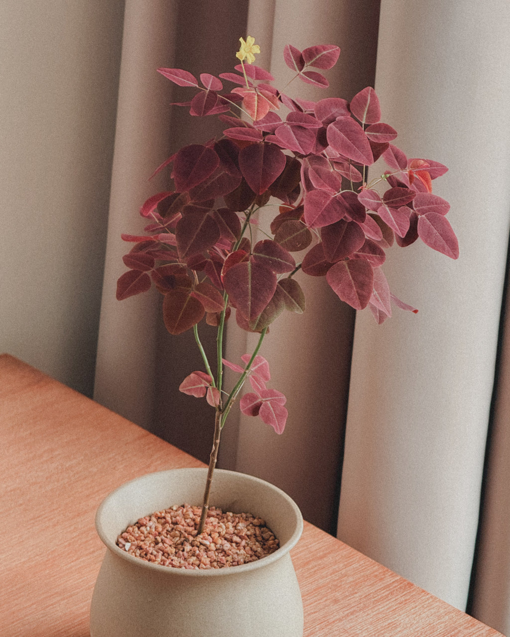 Oxalis Hedysaroides (Fire Fern)