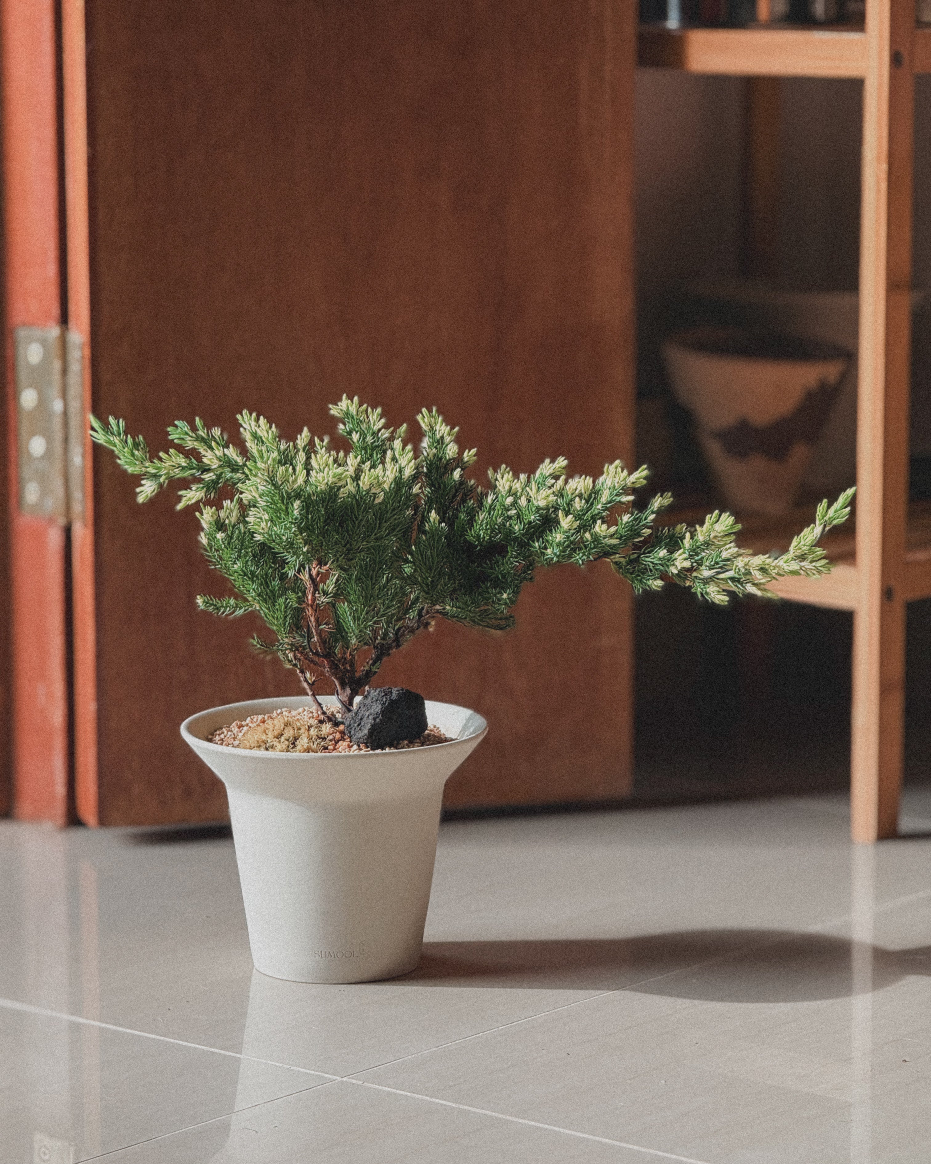 Variegated Japanese Juniper Sleeping Pine