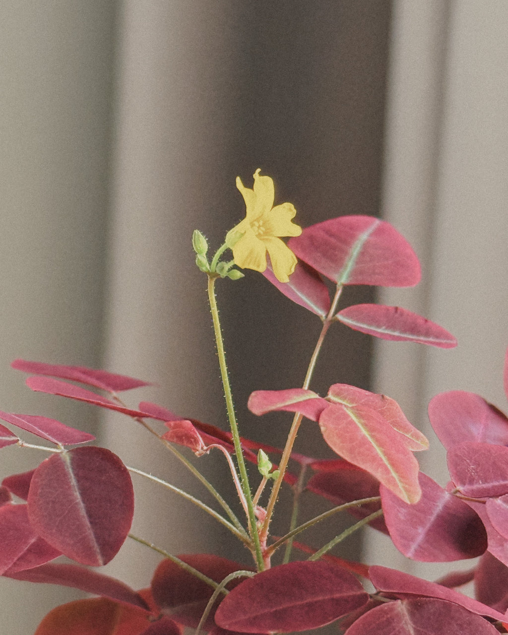 Oxalis Hedysaroides (Fire Fern)