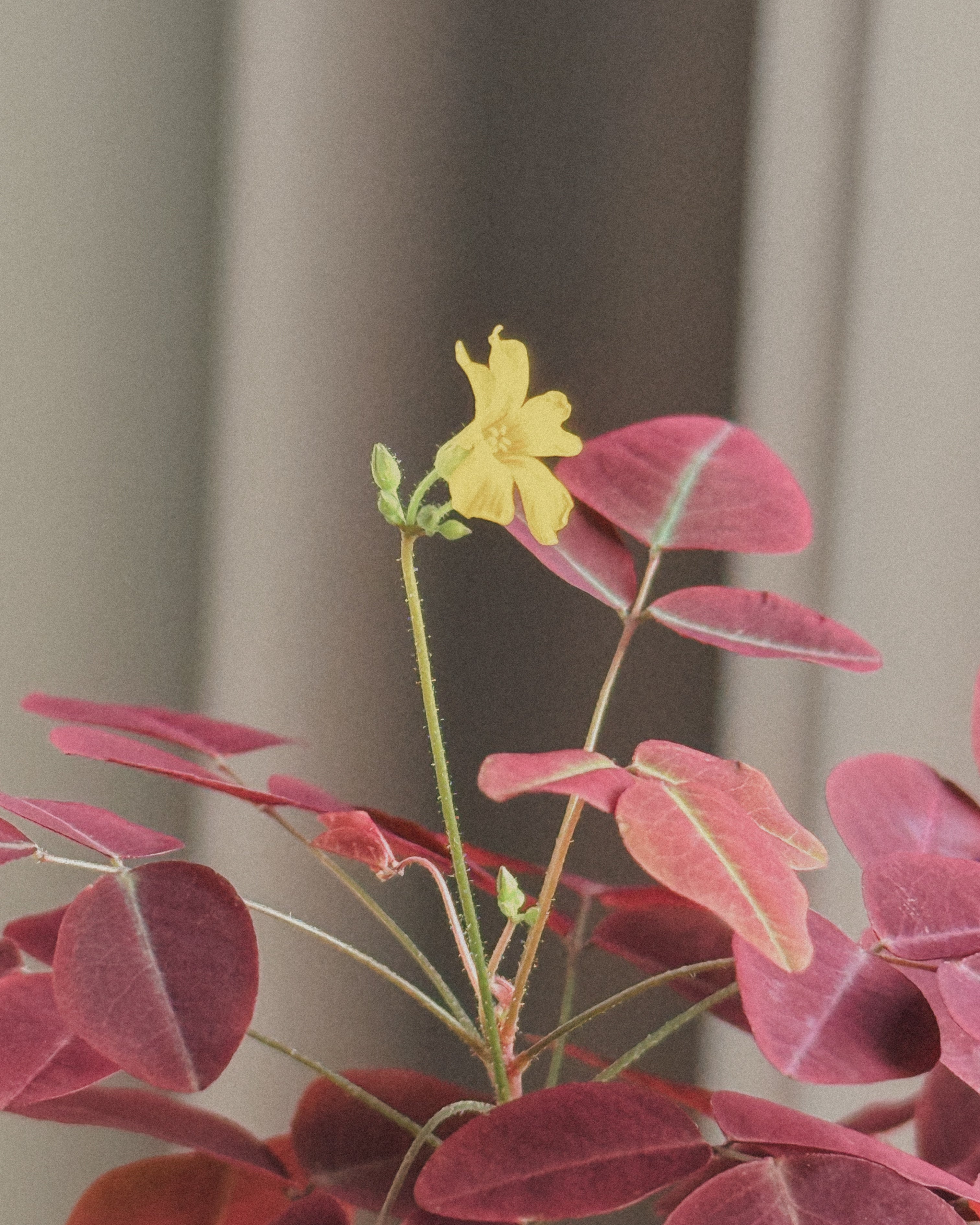Oxalis Hedysaroides (Fire Fern)