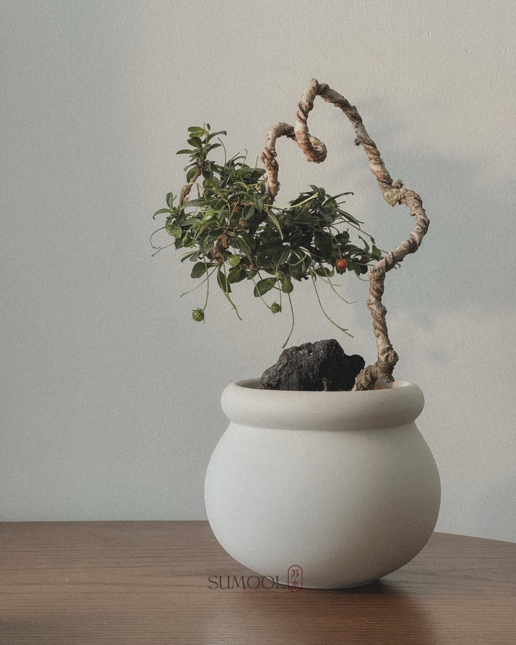 Fukien Tea Bonsai - kumomono (雲物) style