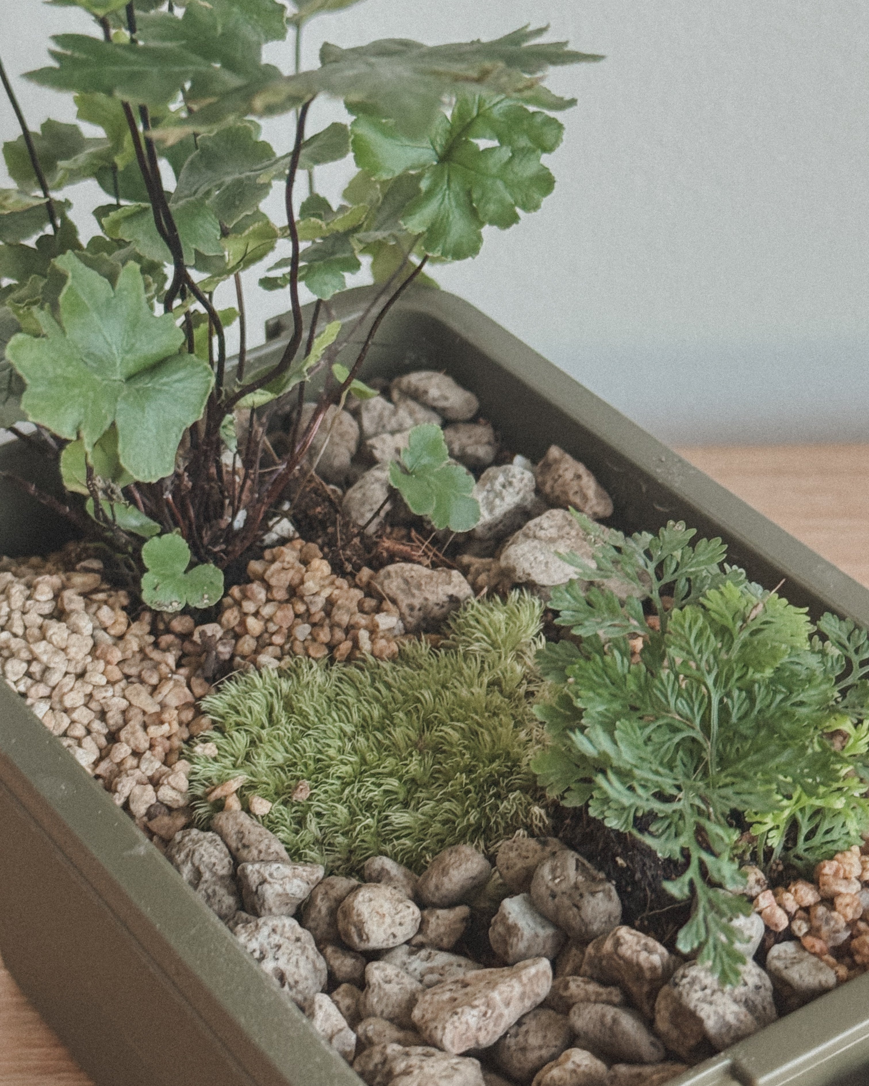 sumool forest crate 02