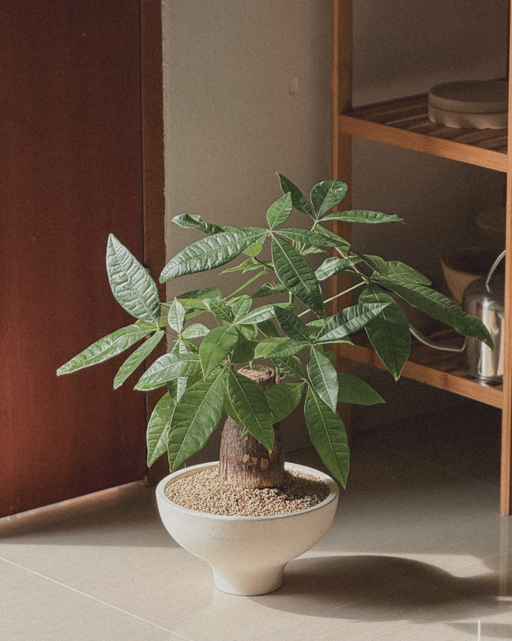 Lucky Pachira (Money Tree)