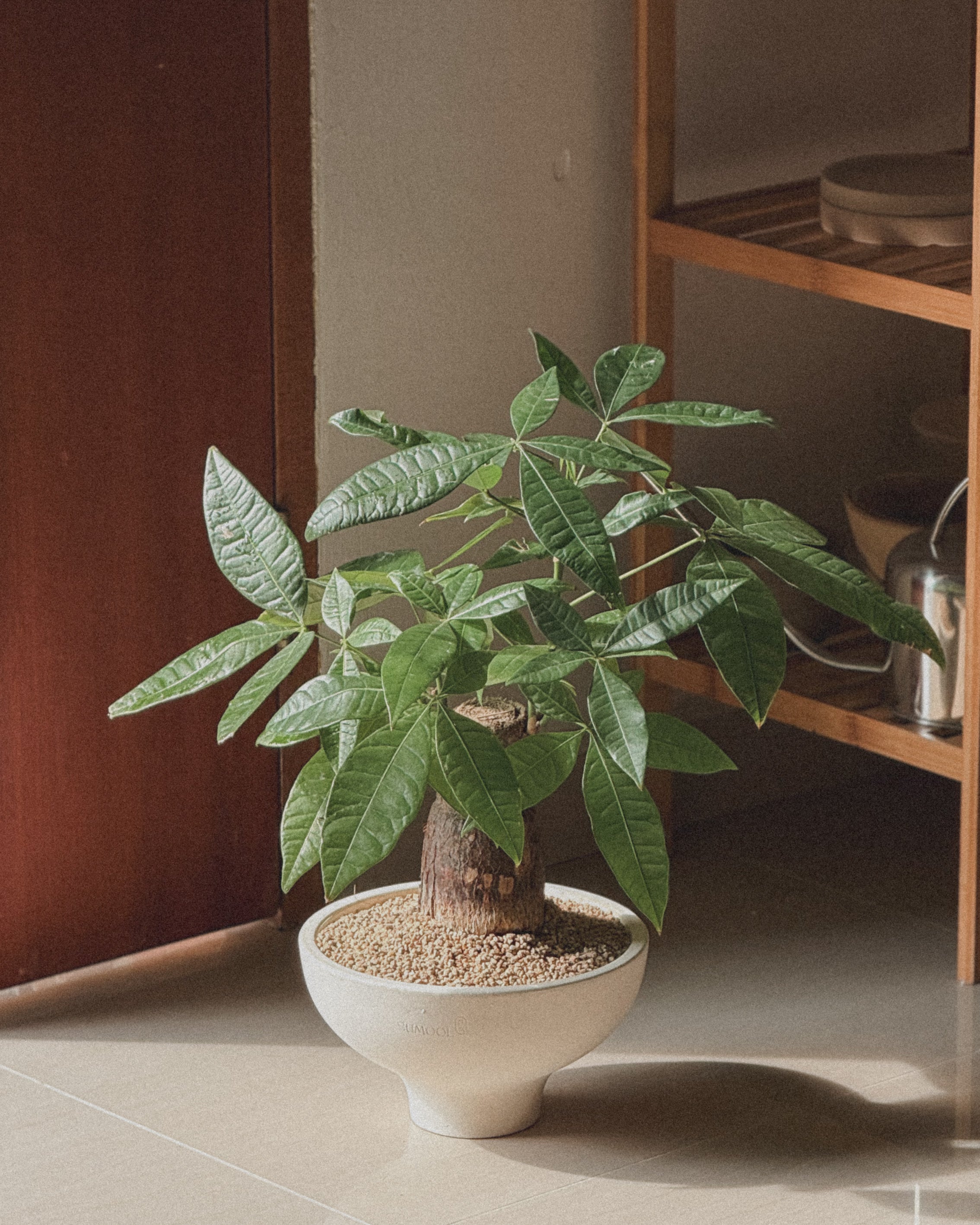 Lucky Pachira (Money Tree)